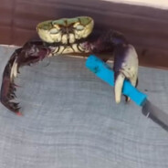BOEVOY KRAB